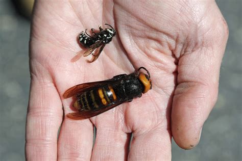 European hornets are carnivorous creatures. 'Murder Hornets' Unlikely To Spread To Illinois, Pose Little Threat To Humans - Illinois Newsroom
