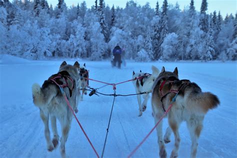 Le prix pour lequel ils concourent, lui, est comparable à celui des courses les plus prestigieuses au monde. chiens de traîneau Archives - Pourvoirie du Lac-Beauport