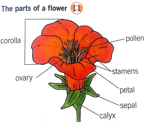 The anther is the region where pollen. Mi primer año en Red XXI: PLANTS REPRODUCTION (Unit 3 ...
