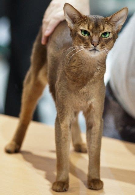 10+ Most Popular Flat Faced Cat Breeds in The World ...