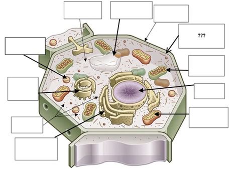 In plant cells vacuoles are large, bounded by a single unit membrane called tonoplast. Label Plant Cell Organelles flashcards | Quizlet