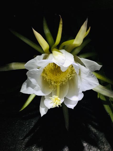 Pitaya usually refers to fruit of the genus stenocereus. Dragon fruit flower opening last night : BotanicalPorn