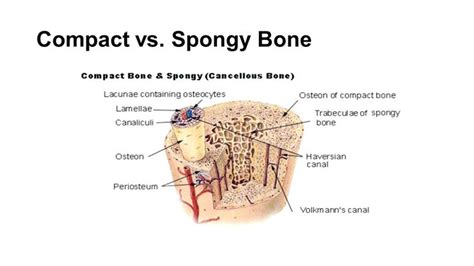 Learn about the other 7 basic quality tools at asq.org. Compact Bone Diagram | Human anatomy drawing, Anatomy ...