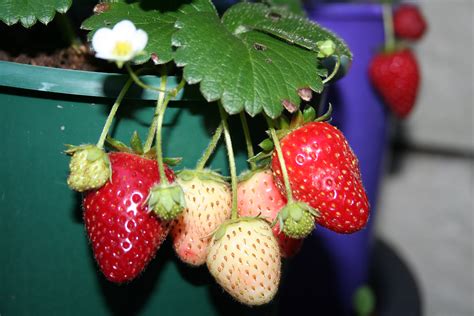 Maybe you would like to learn more about one of these? Tips Cara Mengembang Biakkan Strawberry - Resep Masakan ...