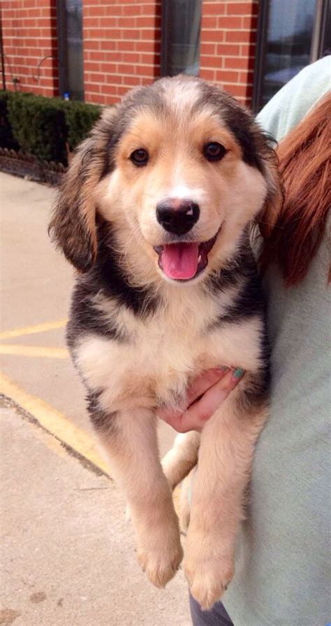 Below are our currently available bernese mountain dog and bernedoodle puppies. Labernese puppy. A mix between a Labrador retriever and a ...