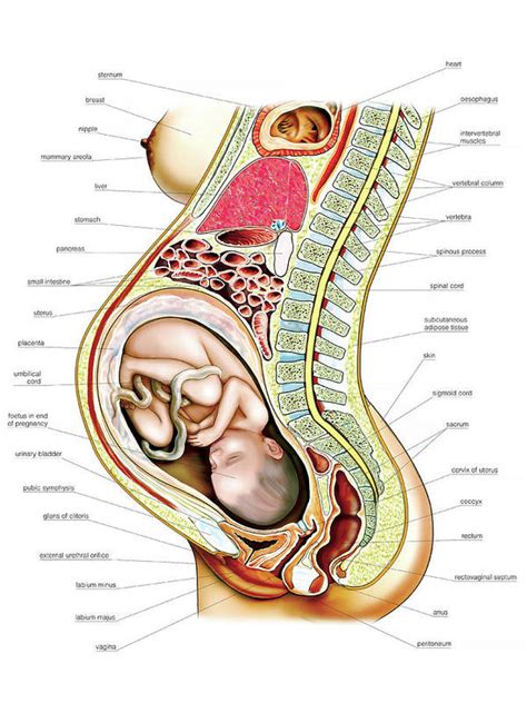 Shows pregnant body/anatomy/organs this explains so much. Pregnant Woman Poster by Asklepios Medical Atlas