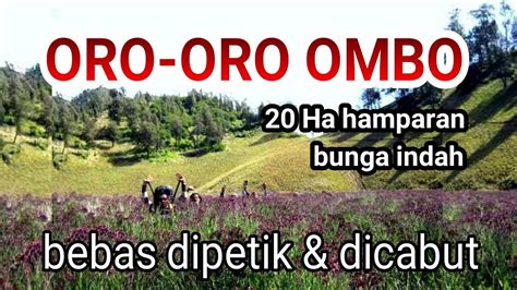 Oro oro ombo adalah salah satu tempat terindah di jalur pendakian gunung semeru, berupa hamparan verbena brasiliensis bunga ungu (mirip)lavender yang sangat. Oro Oro Ombo _ Hamparan bunga indah yang bebas dipetik ...