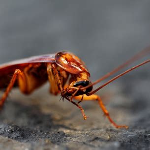 Termites, cockroaches and spiders can run but they can't hide from micropest pest control sydney. Cockroach Extermination | Cockroach Control & Management ...