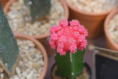 Cactus and desert plants also check out our group on facebook. Pink Moon Stock Photos - Download 8,051 Royalty Free Photos