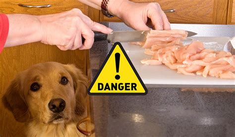 But soon the changes will become part of your daily life. Dog Diabetes-Top Home Made Meals : Hill's Science Diet ...