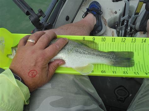 Anglers in action thanksgiving tournament. Elephant Butte | Untamed Sportsman