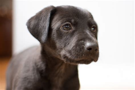 Get a boxer, husky, german shepherd, pug, and more on kijiji, canada's #1. Retriever Rescue of Colorado, Adopt a Dog, Pocket - Sex: M ...