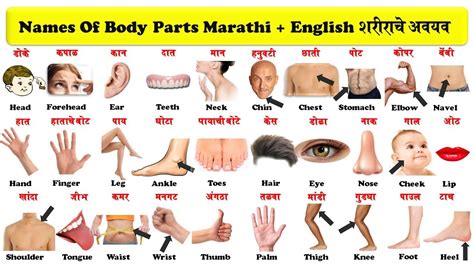 Parts of the body | infographic. body parts english to marathi with pdf | शरीराचे अवयव ...