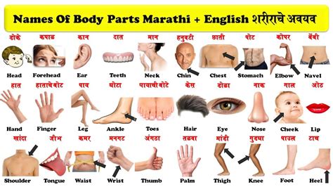 Let's explore different parts of your body in english. body parts english to marathi with pdf | शरीराचे अवयव ...