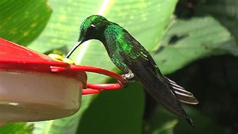 We did not find results for: Santa Elena cloud forest reserve - YouTube