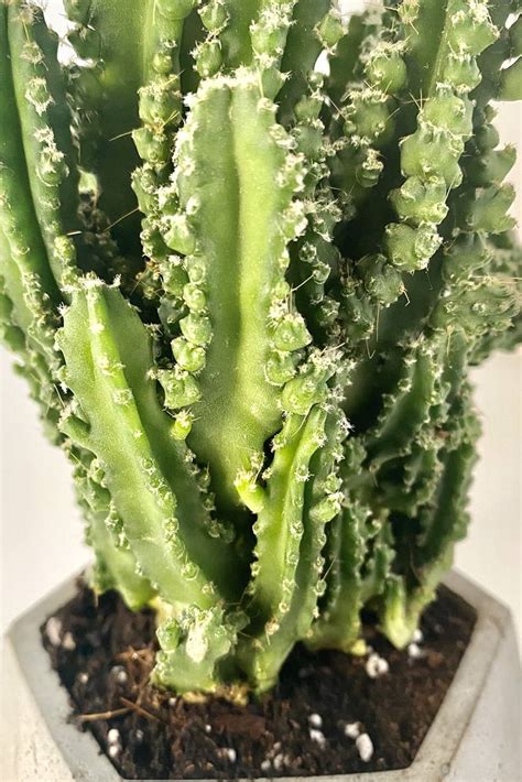 The formula is made to drain. Potted Cereus Cactus - Terrarium | Plantshop.me