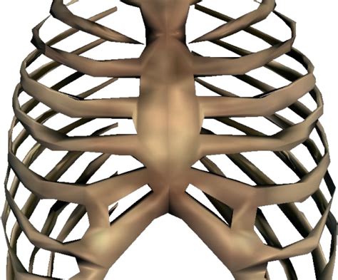 Here you can explore hq rib cage transparent illustrations, icons and clipart with filter setting like size, type, color etc. Rib Cage Png Transparent Images - Rib Cage Transparent ...