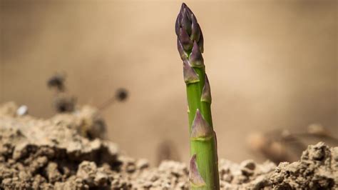 Drain in a colander and do not rinse. How to grow Asparagus at home