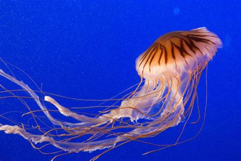 Maybe you would like to learn more about one of these? Photo Essay: Vancouver Aquarium | Vancouver aquarium ...