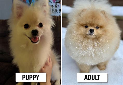 What dogs look like puppies forever? 15 Dog Breeds That Look Like Puppies Forever