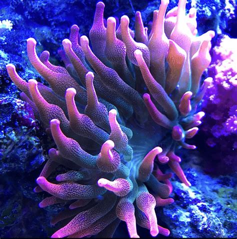 Muslimah bercerita perjalanan panjang dewi nur aisyah menggapai impian. Entacmaea Qudricolor „Sunburst" Anemone | Anemone ...