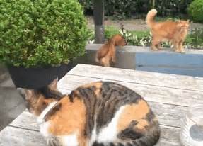 You must watch for signs of stress. Cattos and Doggos Not Living In Harmony When Their Owners ...