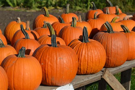 Roasted pumpkins are really this makes a really good cat food. Discover Pumpkin Varieties