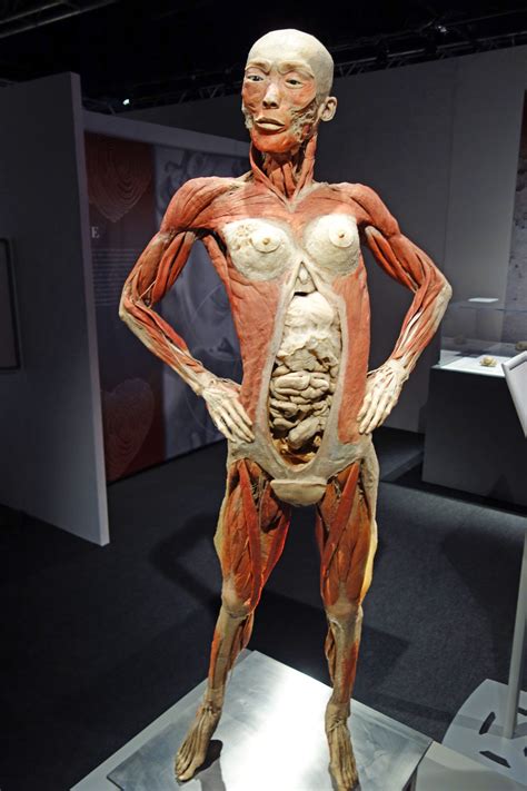 Real women real stories you are not alone. Real Bodies The Exhibition Q & A with Tom Zaller ...