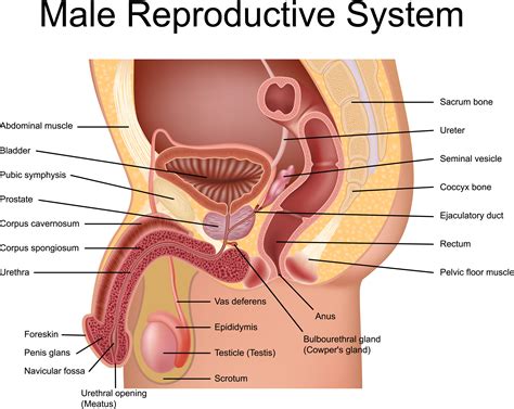 While those are the most common sites for prostate cancer bone metastasis, any bones in your body could be a potential target. What Is the Prostate Gland? | University Health News