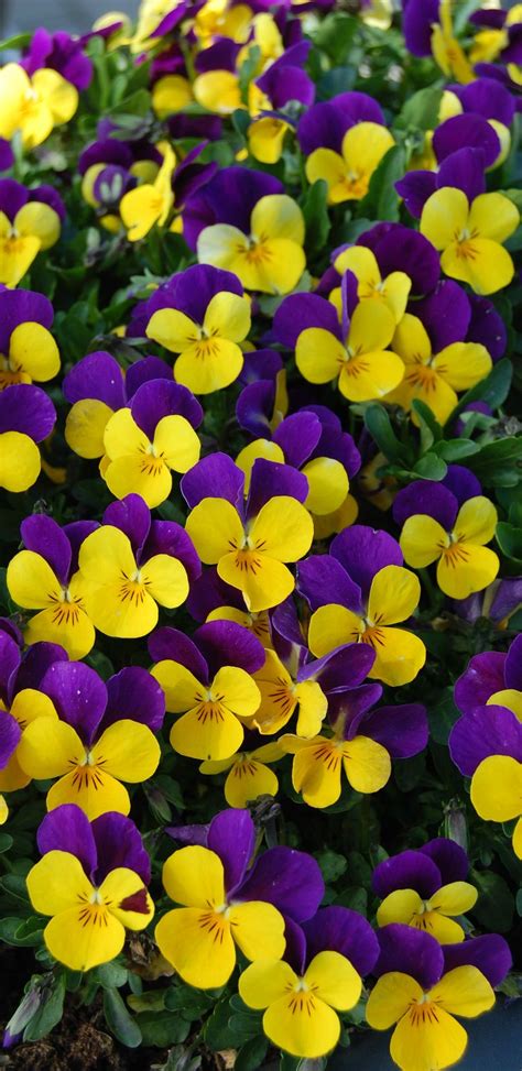 In the back are yellow calla lilies while fluffy yellow and white hydrangeas inhabit most of the box. Pin on flowers