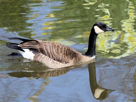I am slowly seeing more and learning about the birds in the uk and i'm loving them! WILDFOWL IDENTIFICATION - BARNACLE GOOSE / CANADA GOOSE ...