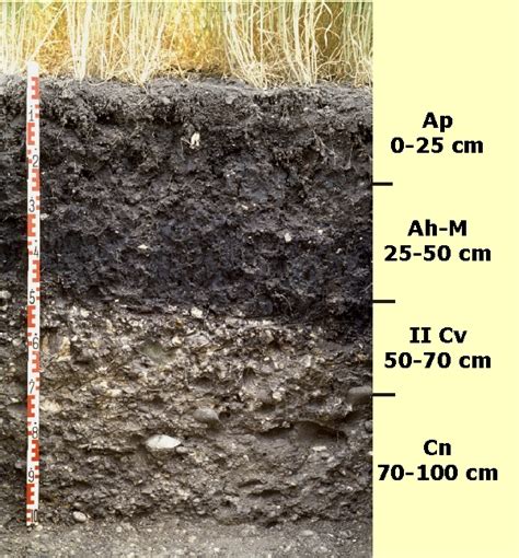 Jeder boden ist in verschiedene horizonte eigeteilt. Tschernitza (Schwarzerdeähnlicher Auenboden) aus tonig ...