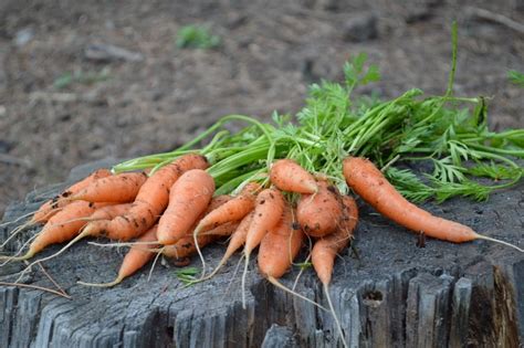 When it comes to protecting your garden from prying the diy route and working with nature is of course the cheapest solution and often the most. Find Your Way Back to Nature with This Guide | Joybilee ...