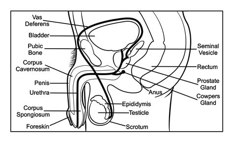Sep 10, 2019 · related posts of black and white muscular system diagram muscle anatomy stomach. Reproductive System - My Site