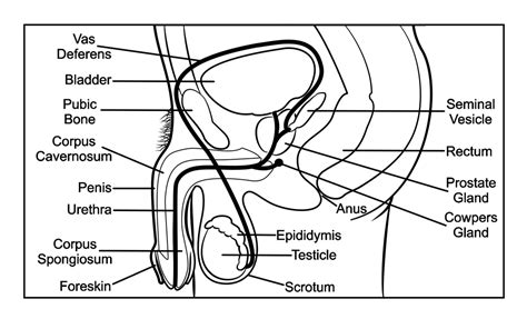 However, the similarities between this and the mystery movement are striking. Reproductive System - My Site