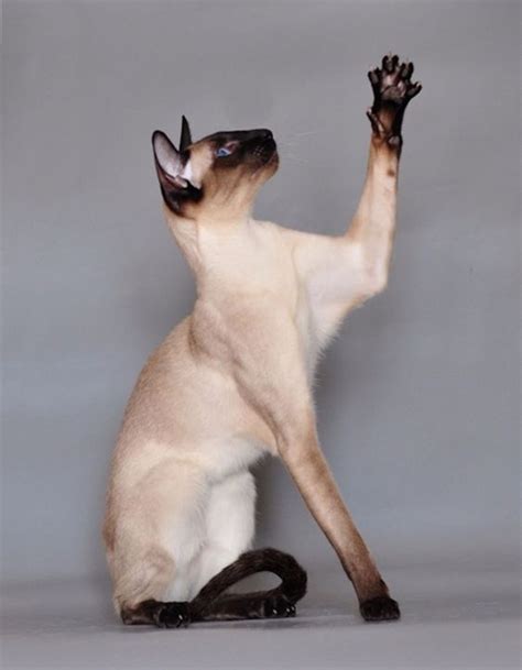 And this pretty new furry friend of yours deserves a pretty new name. Best Siamese Cat Names | Beautiful cats, Cat sitting ...