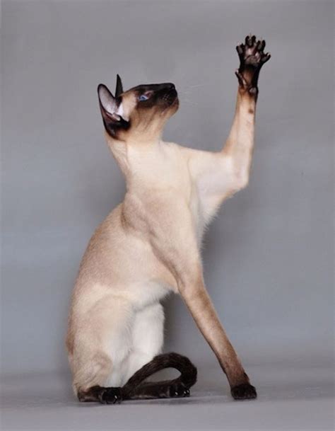 We have listed the most famous, popular and best siamese cat names here for you. Best Siamese Cat Names | Beautiful cats, Cat sitting ...