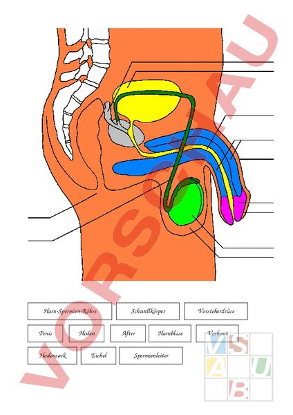 75 klassenarbeiten, 11 übungsblätter für die realschule 8. Arbeitsblatt: weibl männl Geschlechtsorgane - Biologie ...