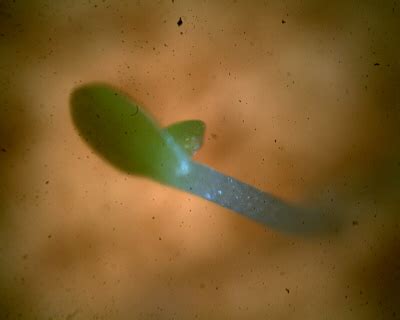 How are cacti adapted to the desert? Weighing and Microscope Analysis