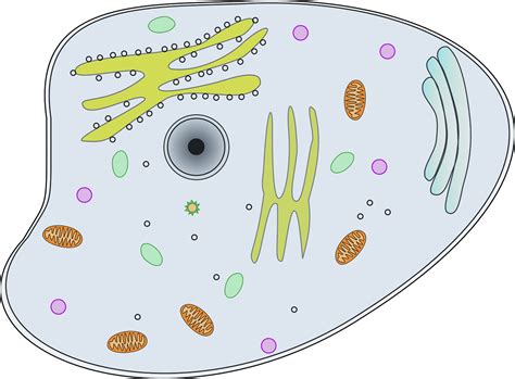 A labeled diagram of an egg cell? Cell clipart body cell, Cell body cell Transparent FREE for download on WebStockReview 2020