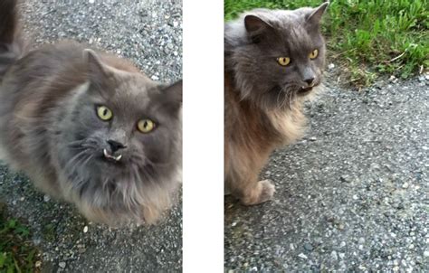 The cutest pups, every day in your inbox. We call him Monster Kitty. Neighborhood cat we take walks ...