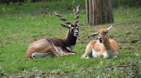 Sve antilope su parnoprstaši, preživači; Blackbuck (Antilope cervicapra) pair - ZooChat