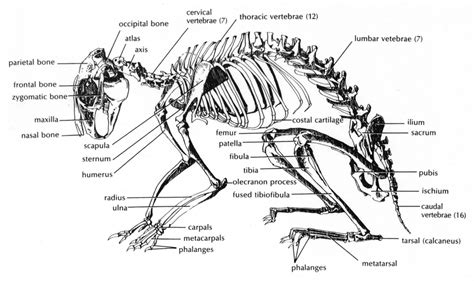 Also called the thigh bone, this is the longest bone in the body.it. 4.1-2 shows the rabbit skeleton. The bones used in this study were the... | Download Scientific ...