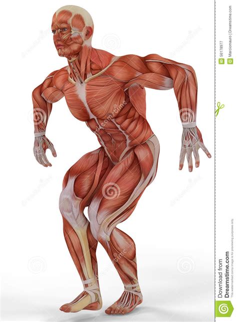 Skeletal muscle, attached to bones, is responsible for skeletal movements. Muscle Medical Man Going Up Stock Illustration - Image ...