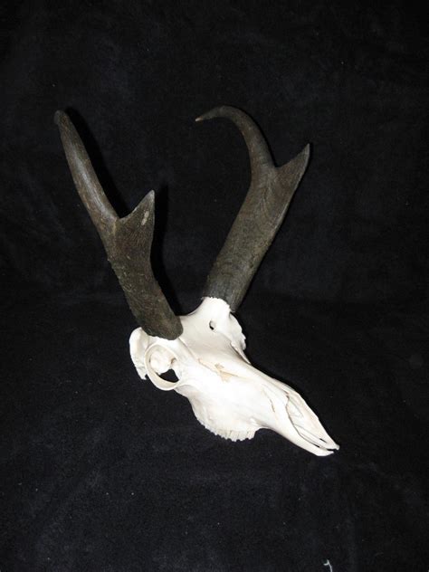 Includes heavy duty wall bracket and skull mounting bracket. Showpiece Taxidermy: Deer & Elk European Skull Mounts