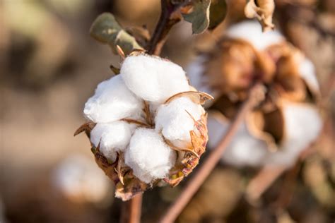 Research Shows Bt Cotton's Performance in Rainfed Areas- Crop Biotech ...