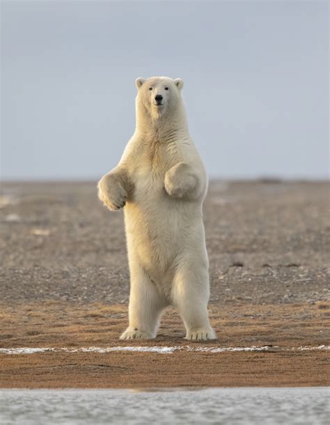 If polar bears do not use their hollow hair shafts to harness the sun's energy, how do they survive the harsh arctic environment? Alaska / Standing Tall