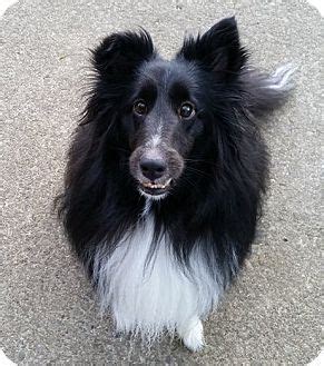 Here's the scoop on our favorite pet friendly hotels, dog friendly activities, and restaurants that allow dogs in pittsburgh. 5/24/17 Pittsburgh, PA - Sheltie, Shetland Sheepdog. Meet ...