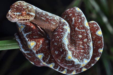 However, it is still important to be able to get medical attention after such a bite to prevent an infection. Breathtaking baby Green Tree Python : snakes