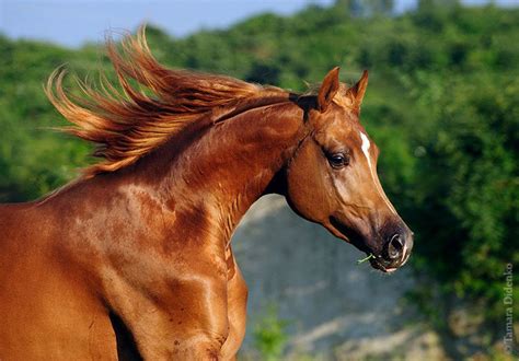 Ein guter pferdekaufvertrag enthält alle vereinbarungen beim pferdekauf und sichert verkäufer und käufer optimal ab. Trakehner Pferde Für Whatsapp | Bilder und Sprüche für ...